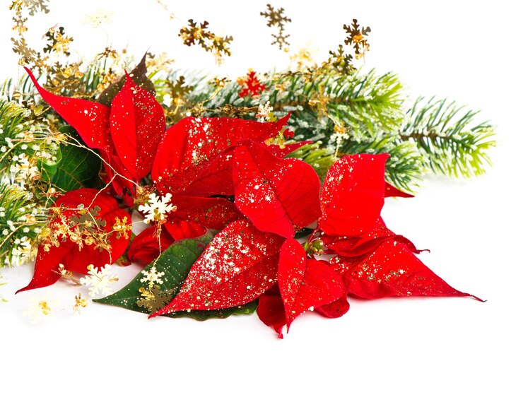 un poinsettia rosso e un poinsetias rosso sono posizionati su uno sfondo bianco
