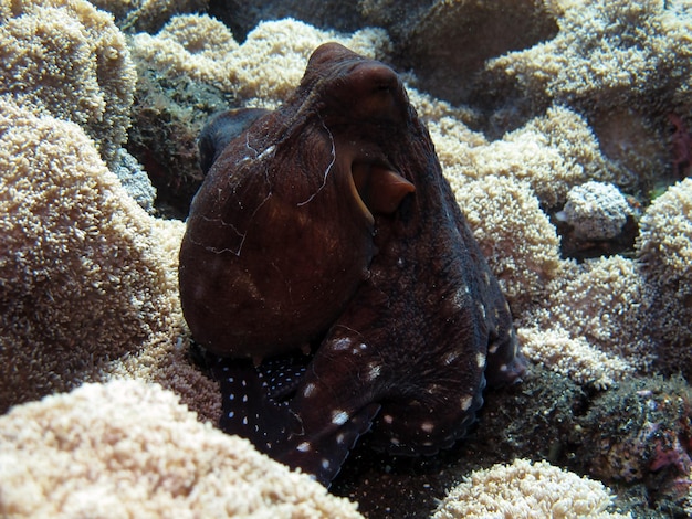 Un polipo gigante nuota lungo la barriera corallina. Vita marina di Bali.