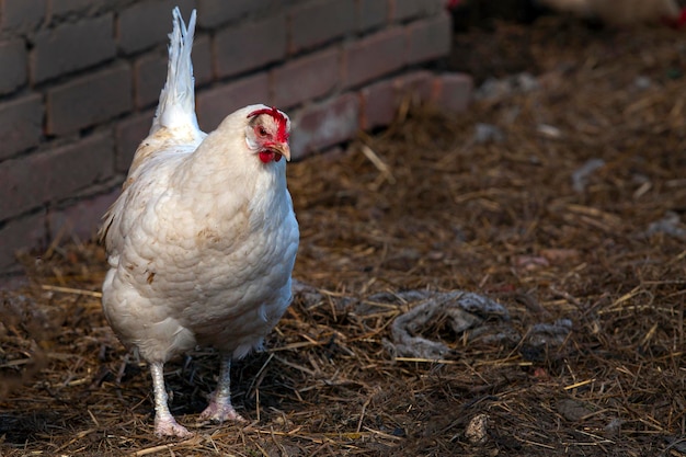 Un pollo bianco cammina per il villaggio in condizioni naturali