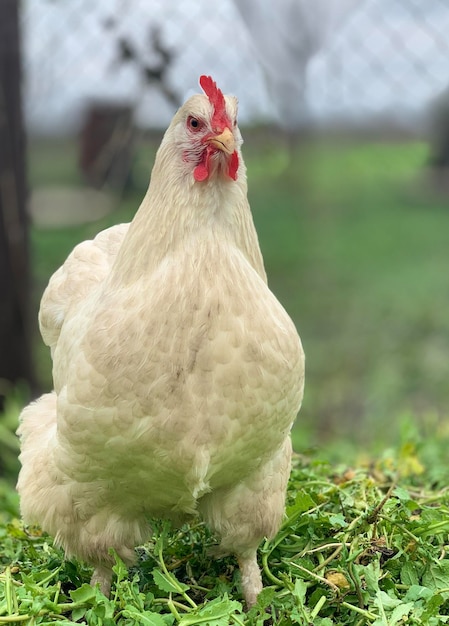 Un pollo bianco con una faccia rossa e un becco giallo si trova su un'erba verde.