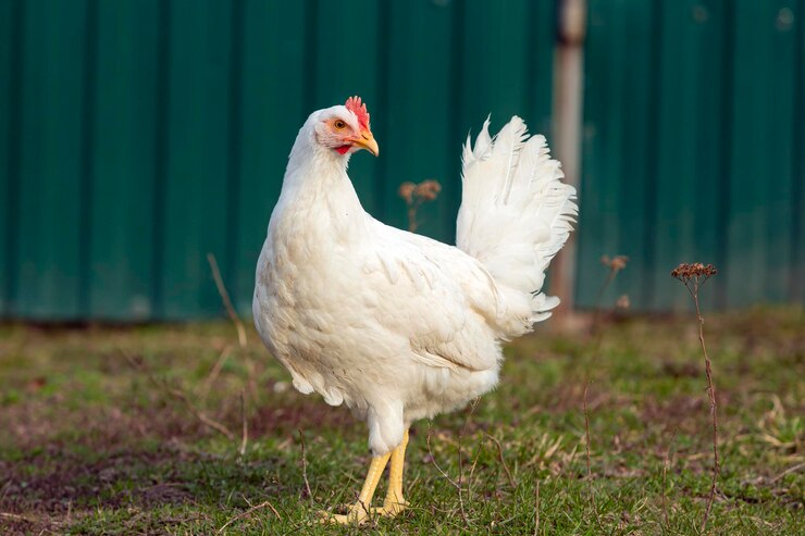 Un pollo con una coda bianca si trova in un campo.