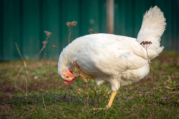 Un pollo è mostrato in un campo con una staccionata verde sullo sfondo.