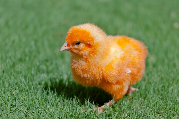 Un pollo giallo sull'erba