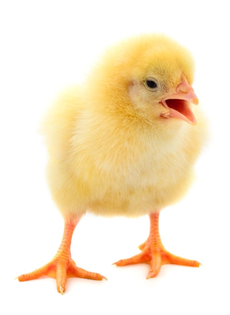 Un pollo giallo