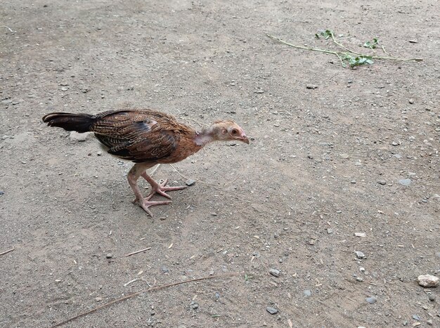 Un pollo in cerca di cibo