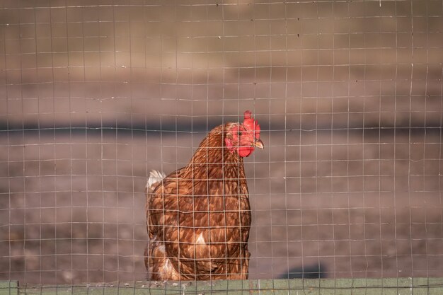Un pollo in un recinto
