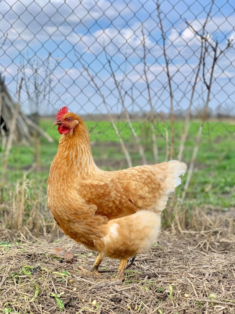 Un pollo marrone con una coda rossa si trova in un campo.