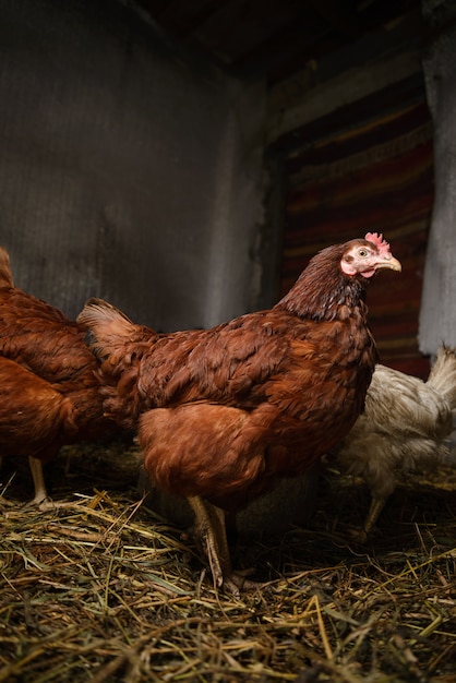 Un pollo marrone vivo dall&#39;aspetto orgoglioso