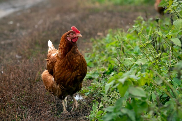 Un pollo rosso in primo piano cammina per il villaggio.