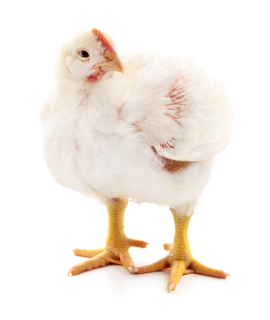 Un pollo si erge su uno sfondo bianco.