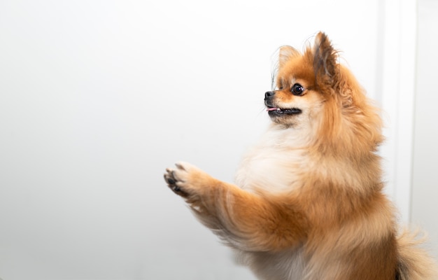 Un pom dog ben addestrato si erge sulle sue gambe