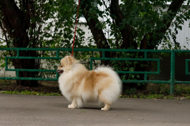 un pomerania dai capelli rossi sta in una rastrelliera per strada