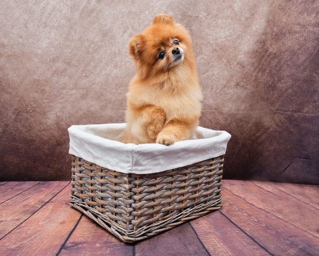 Un Pomerania è seduto in un cesto di vimini.