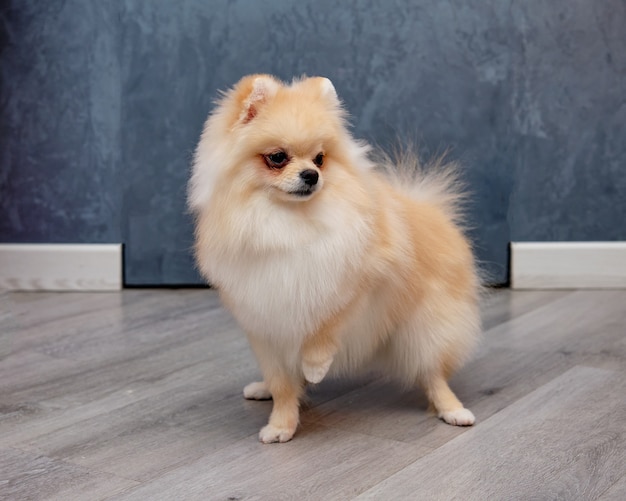 Un pomeranian sta sul pavimento con la zampa anteriore sollevata