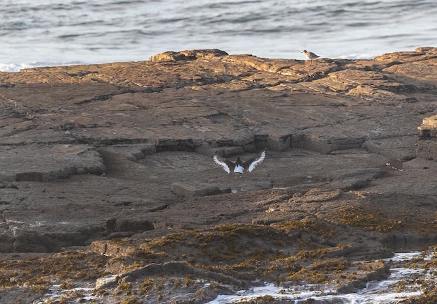 Un pomeriggio sulla costa cantabrica con paesaggi, fauna e onde!