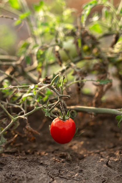 Un pomodoro rosso è appeso a un letto in giardino Industria agronomica agricola