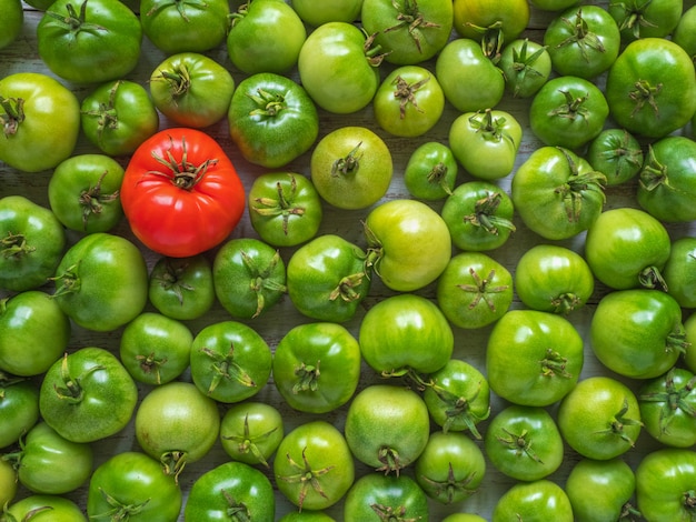 Un pomodoro rosso tra molti verdi acerbi.
