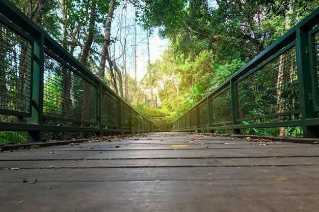 Un ponte nella foresta con foglie