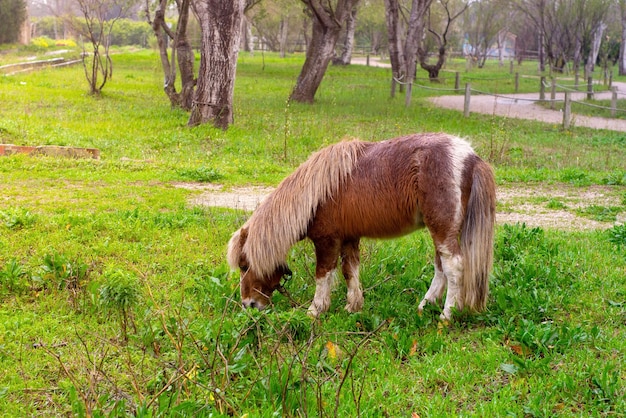 Un pony dalla lunga criniera mangia l'erba tra gli alberi