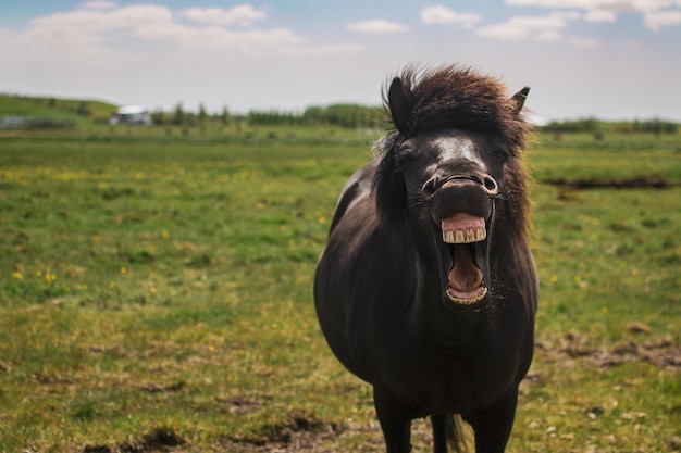 Un pony nero con un dente mancante