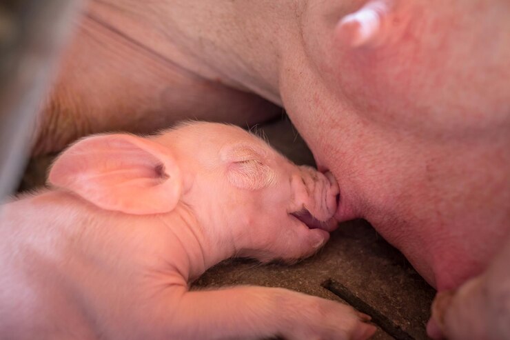 Foto un porcellino neonato di una settimana sta allattando dalla madre in un allevamento di maiali un piccolo porcellino che beve latte