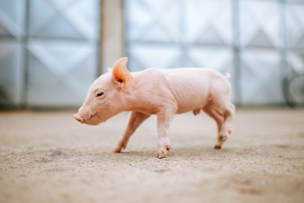 Un porcellino rosa carino.