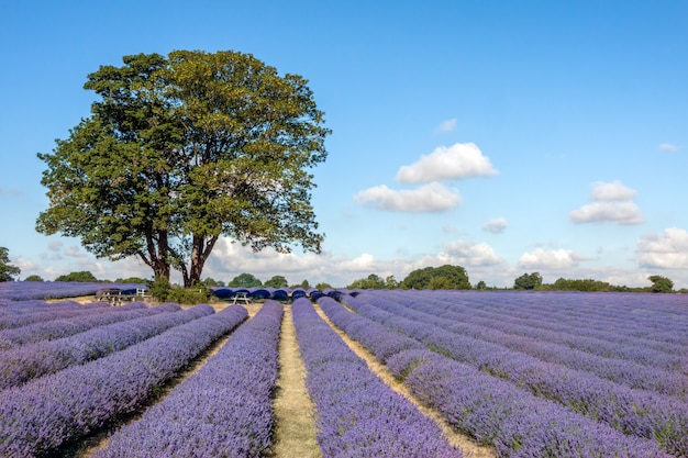 Un posto ombroso in un campo di lavanda