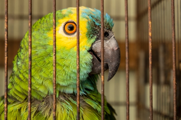 Un povero Ara verde e giallo in una gabbia.