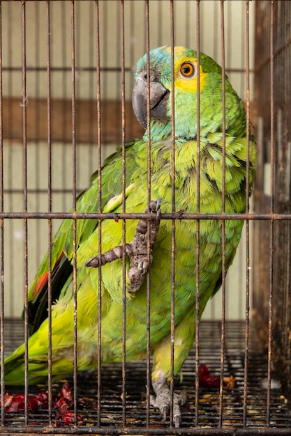 Un povero Ara verde e giallo in una gabbia.