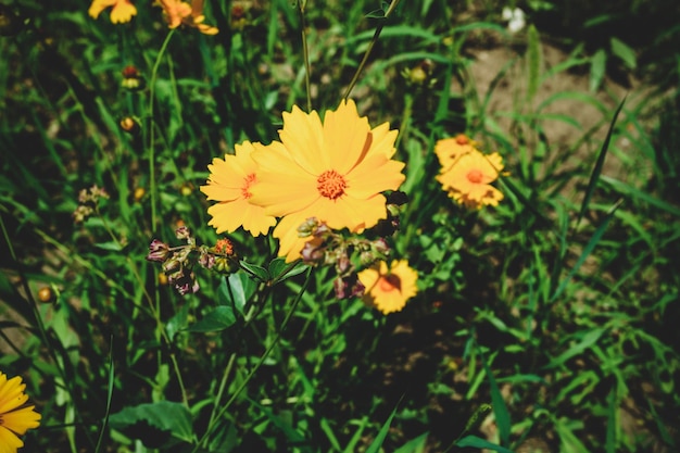 Un prato di coreopsis lanceolate gialle in fiore