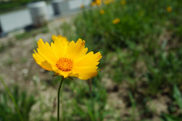 Un prato di coreopsis lanceolato giallo in fiore