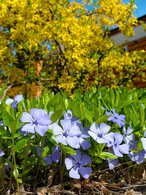 Un prato di fiori di colore blu e giallo davanti alla casa
