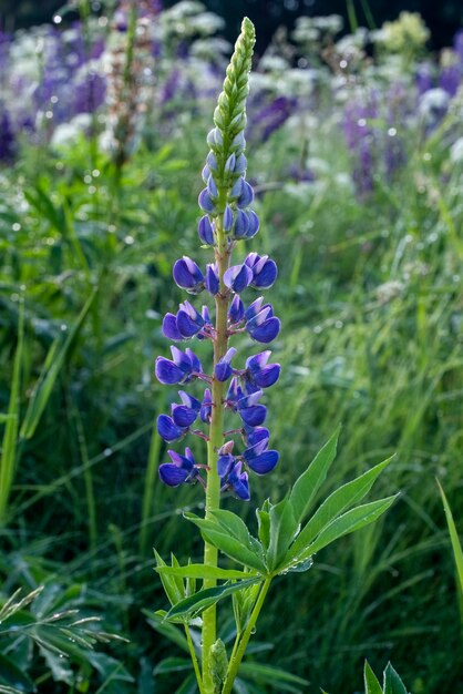 Un prato di fiori viola selvatici sullo sfondo