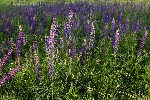 Un prato di fiori viola selvatici sullo sfondo