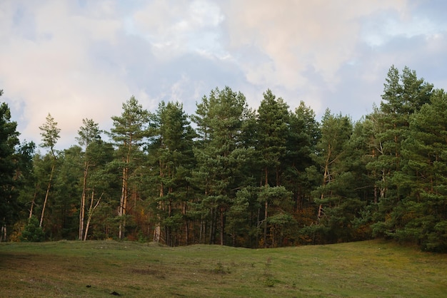 Un prato in una pineta