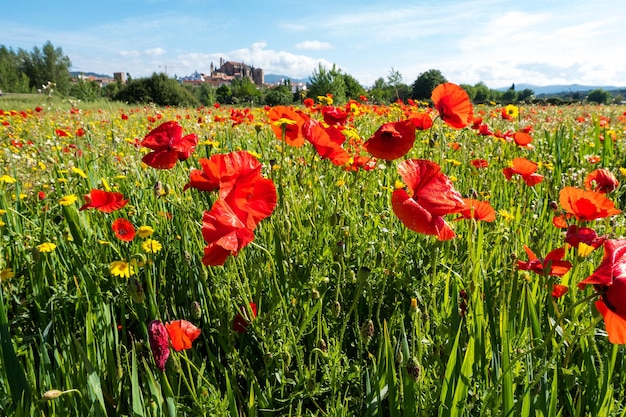 Un prato pieno di graziosi papaveri rossi e deliziose margherite gialle durante la primavera