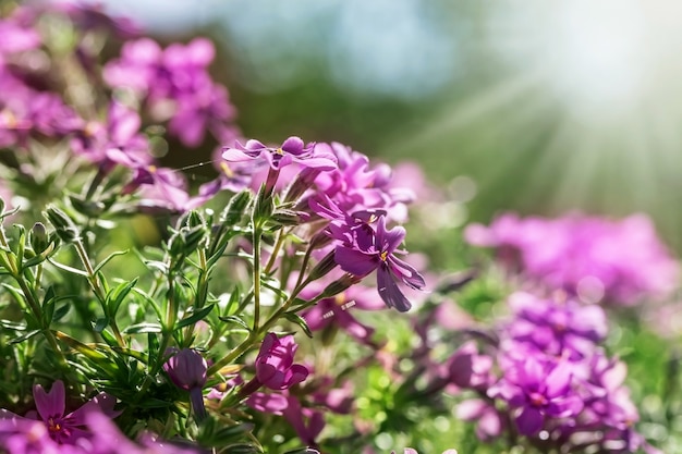 Un prato soleggiato con phlox rosa.