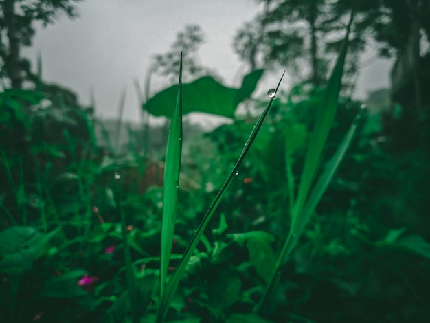 Un prato verde con un fiore rosa sullo sfondo