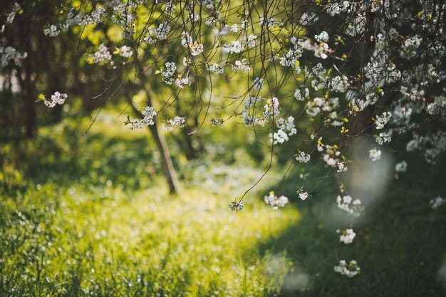 Un prato verde illuminato dal sole tra i fiori di ciliegio 1230