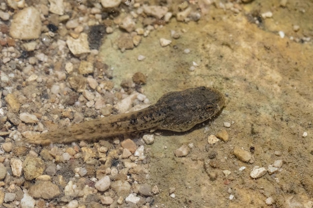 Un primo piano ad alto angolo e una vista dorsale di un singolo girino che nuota in un lago naturale