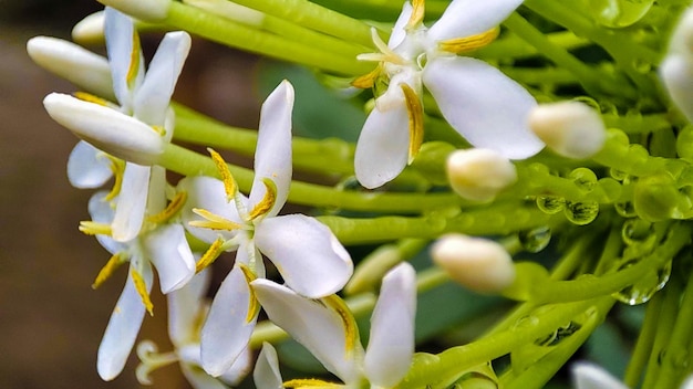 Un primo piano dei fiori del fiore