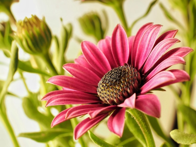 Un primo piano del fiore rosa di primavera