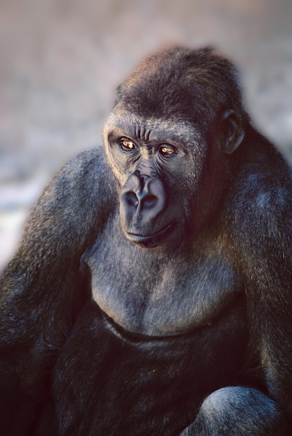 Un primo piano del gorilla
