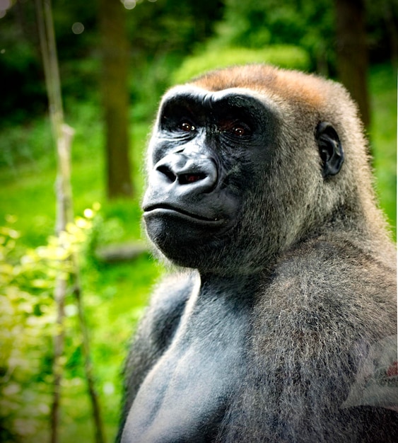 Un primo piano del gorilla