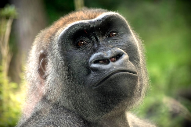 Un primo piano del gorilla