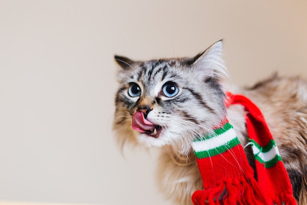 Un primo piano del volto di un gatto che lecca i volti e guarda in alto