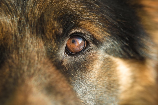 Un primo piano dell'occhio di un cane