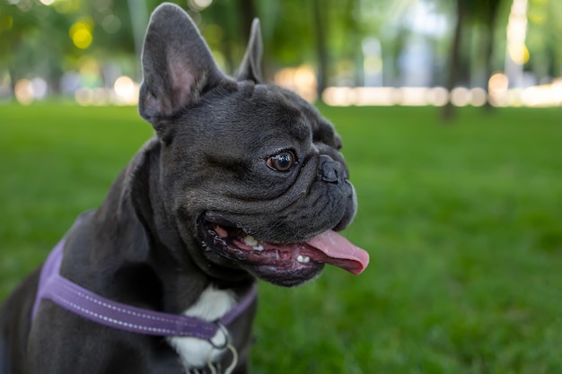 Un primo piano della testa di un bulldog francese che sporge la lingua e respira pesantemente sullo sfondo di un parco dove si svolgono le passeggiate