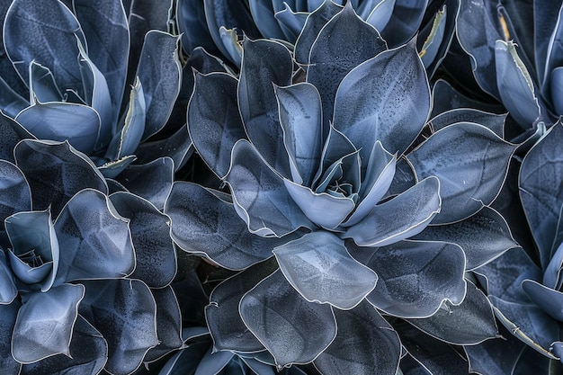 Un primo piano delle agave blu che si concentrano sui loro intricati modelli