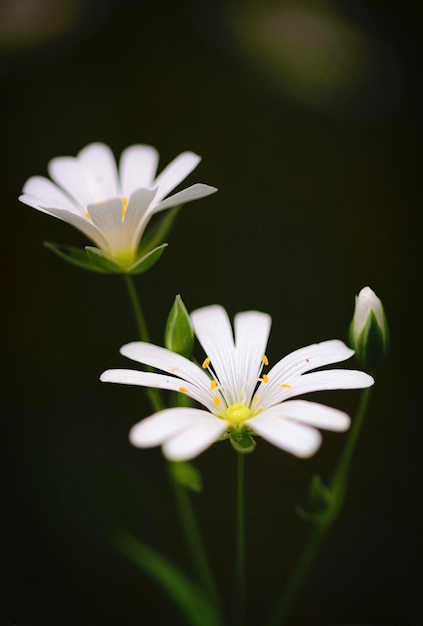 Un primo piano di alcuni fiori bianchi con sopra il numero 7